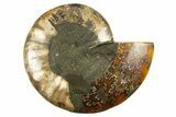 Cut & Polished Ammonite Fossil (Half) - Crystal Pockets #310600-1